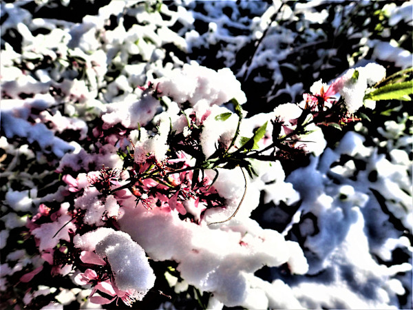 Pink-dyed Snow by Cheryl Ann Boc-Chidester