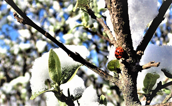 Snowy Ladybug by Cheryl Ann Boc-Chidester