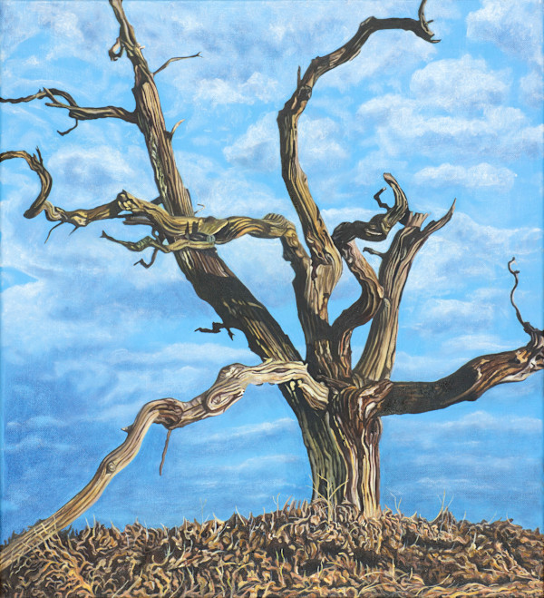 Knole Witch Tree by Jackie Gwyther, Image 1.