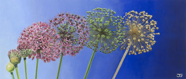 Allium 3/50 by Jackie Gwyther