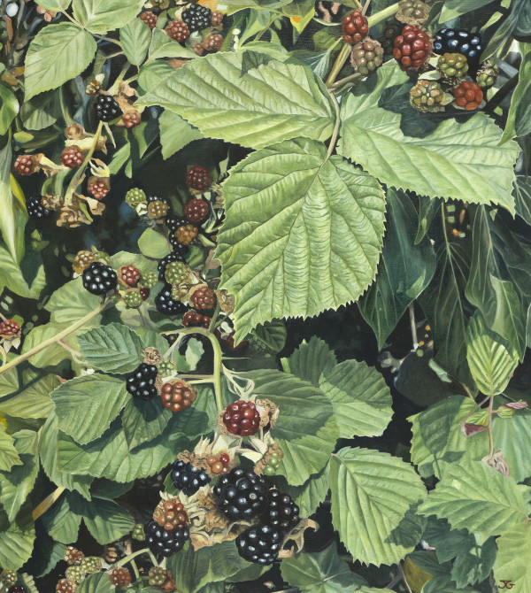 Blackberries 1/50 by Jackie Gwyther