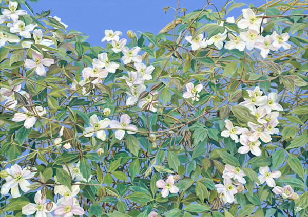 Clematis Montana by Jackie Gwyther