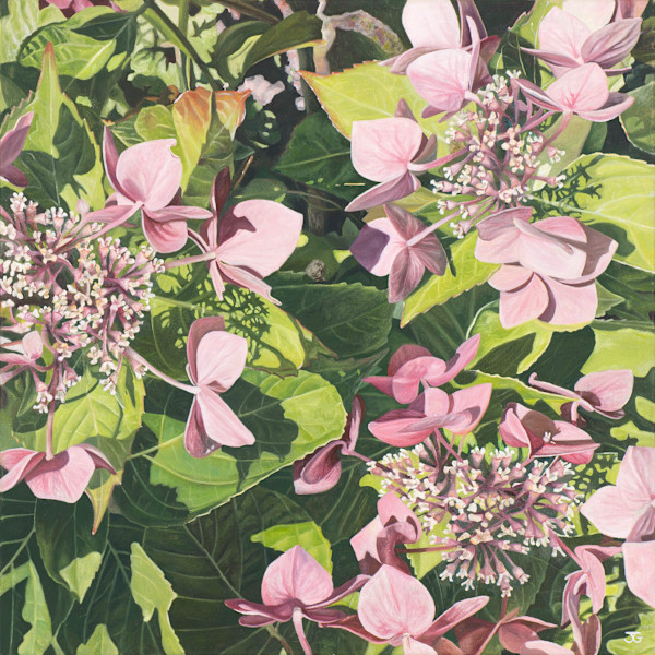 Hydrangea Hortensia by Jackie Gwyther