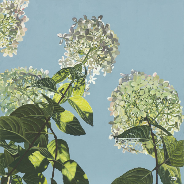 Hydrangea Limelight by Jackie Gwyther