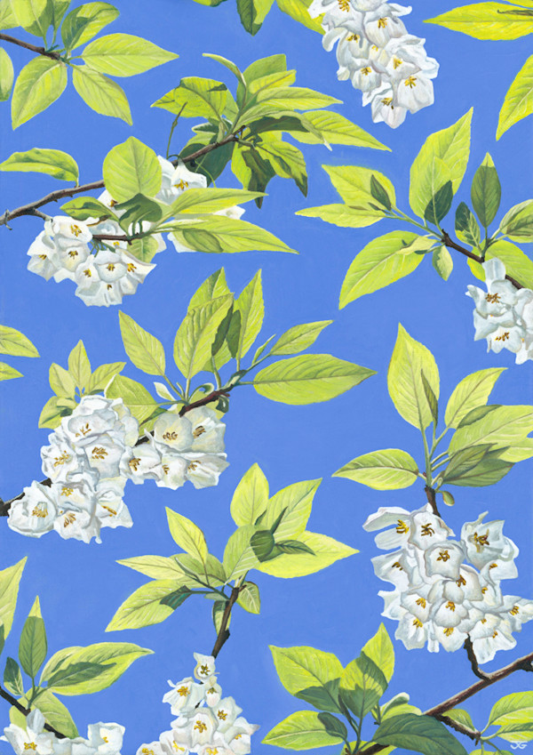 Halesia Montecola, Snowdrop Tree by Jackie Gwyther