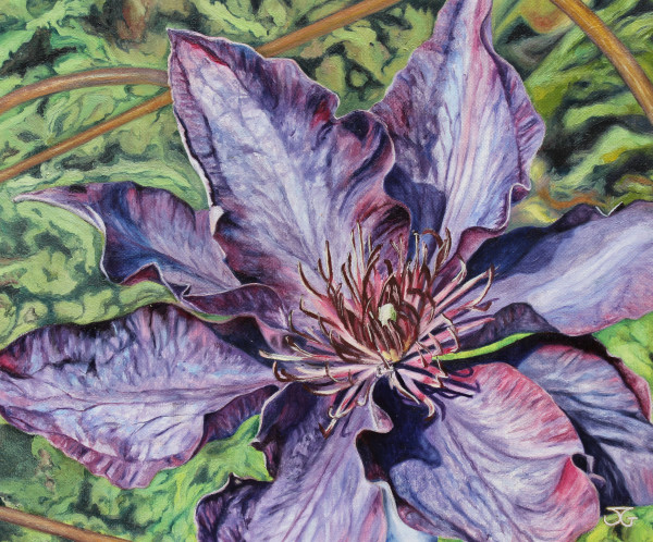 Clematis by Jackie Gwyther