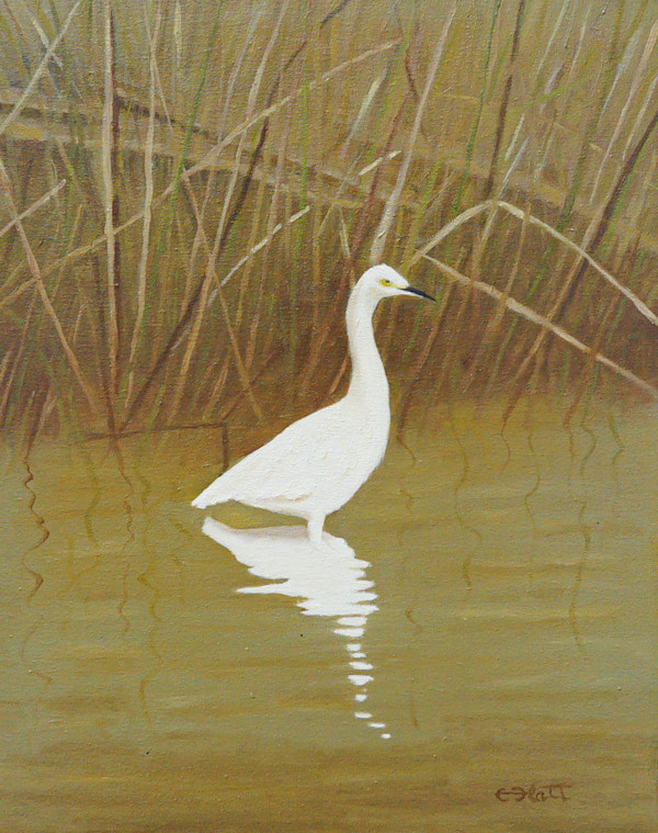 Egret, Davis Bayou by Elizabeth Flatt