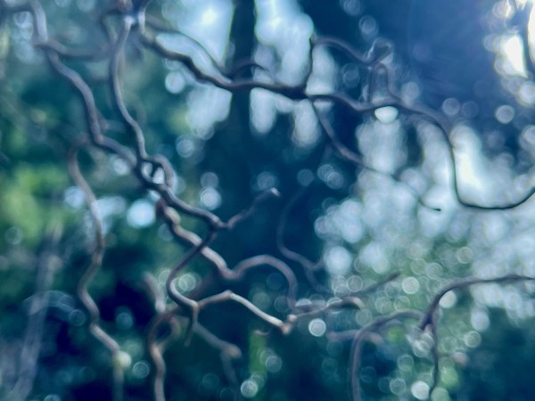 Spring willow by Suzi Scott