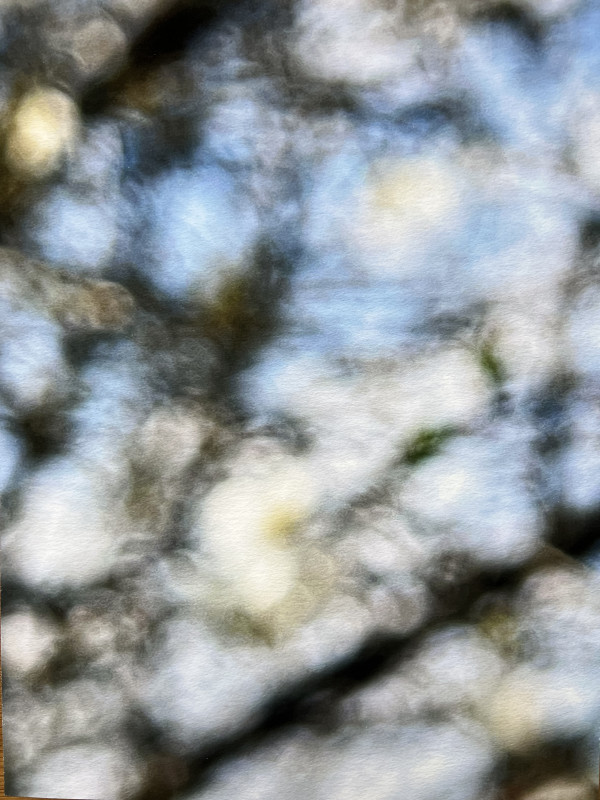 Plum Blossom by Suzi Scott