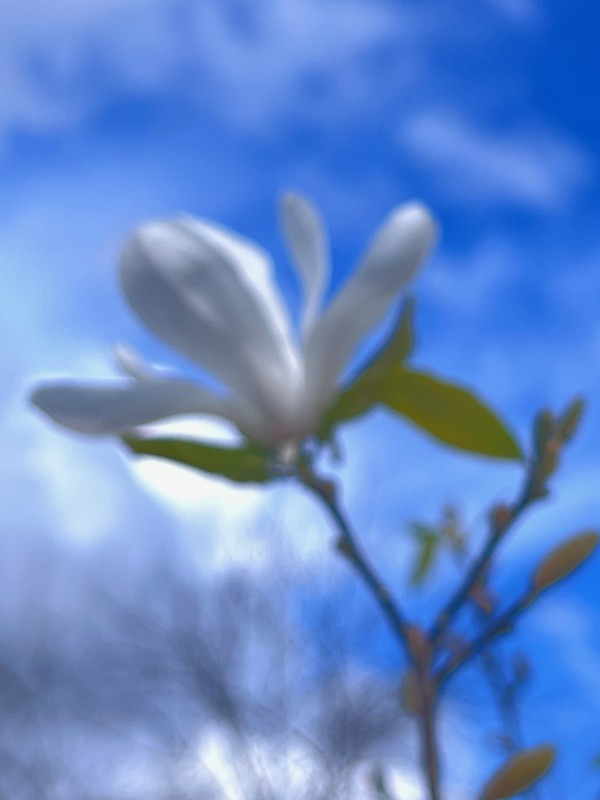 Sweet Thing by Suzi Scott