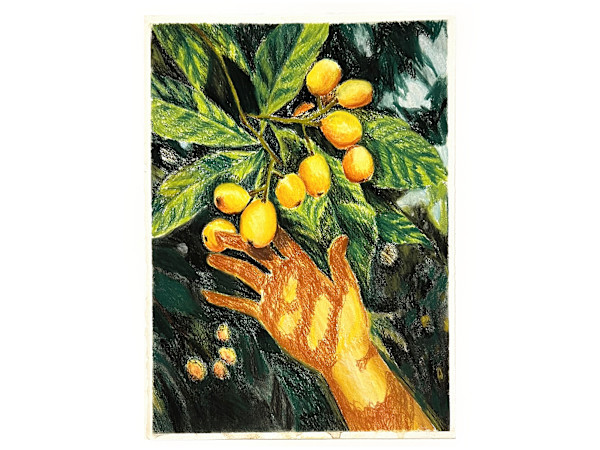 Loquats by Joanna Cortez