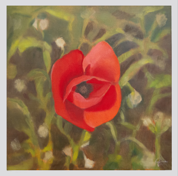 Red Poppy by Rachael Ryan