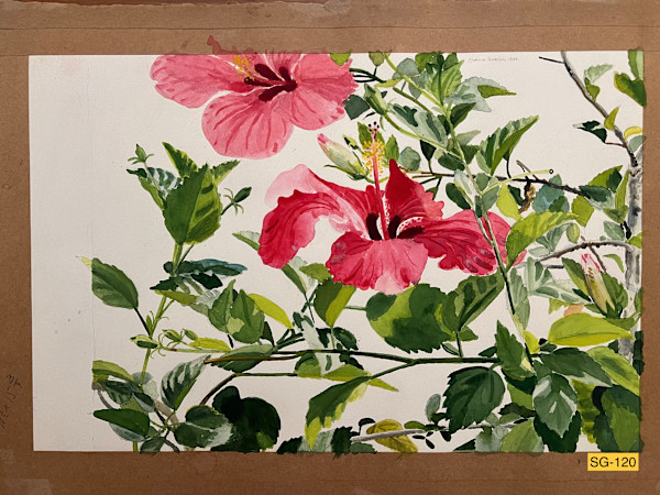 Hibiscus by Spence Guerin