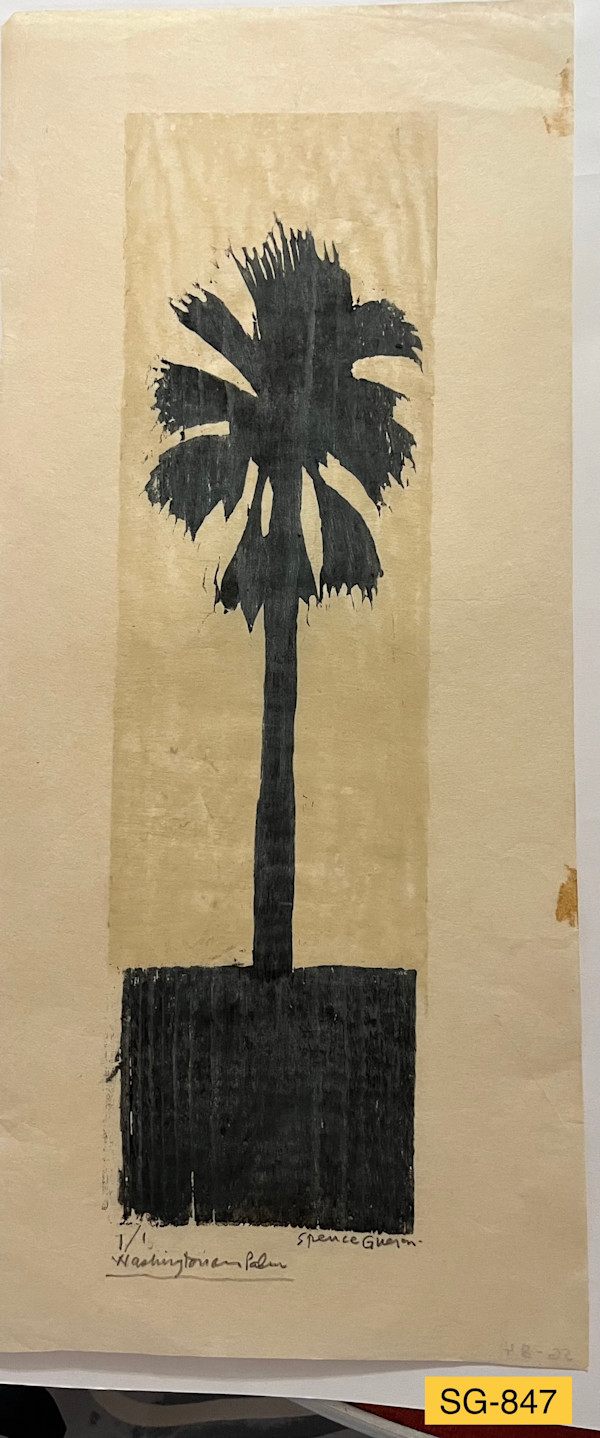 Washingtonian Palm by Spence Guerin