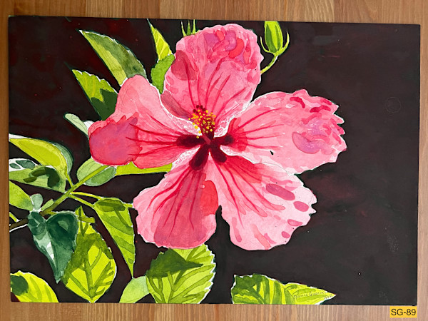 Pink Hibiscus, Dark Background by Spence Guerin