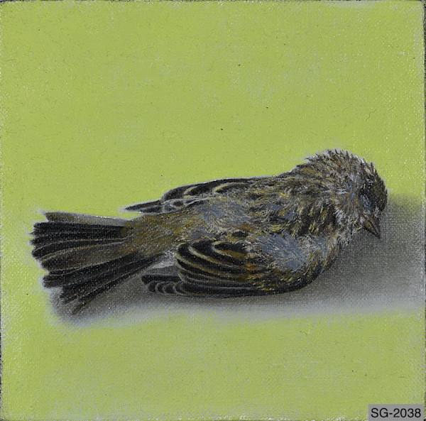 Small Dead Bird by Spence Guerin
