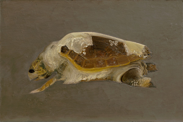 Dead Sea Turtle by Spence Guerin