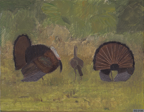 Wild Turkey Courtship by Spence Guerin