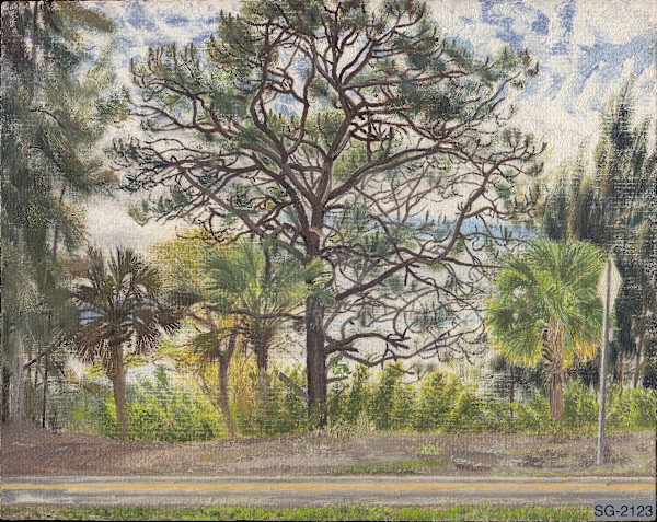 Double Pine by Spence Guerin