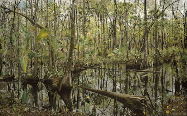 Herndon Swamp by Spence Guerin, Image 1.