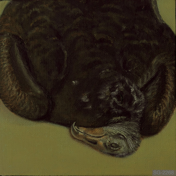 Dead Black Buzzard by Spence Guerin, Image 1.