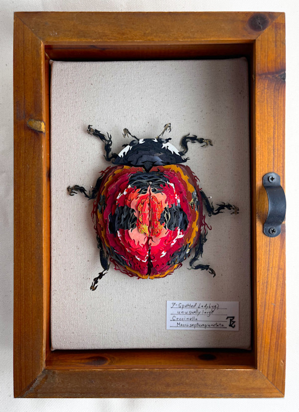 Coccinella Macroseptumpunctata by Patrick Gannon