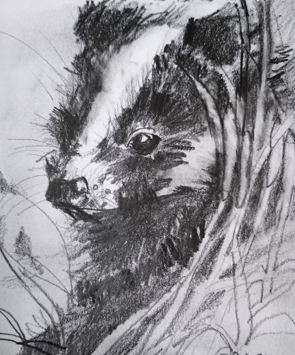 Badger in the Wild by Yvonne Cavens, Image 1.