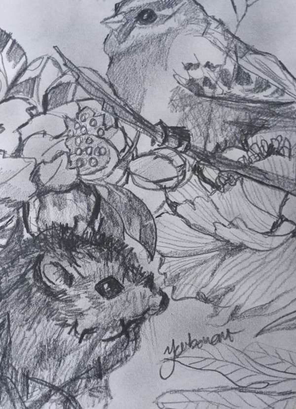 Studies in pencil by Yvonne Cavens, Image 15.