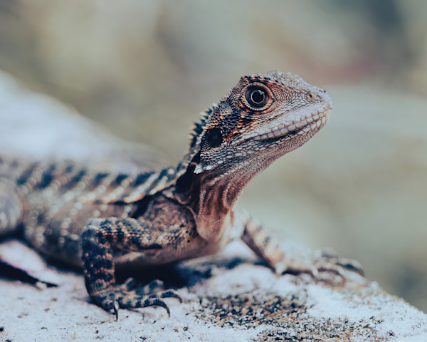 Tallebudgera-Collection-6-Lizard by angela Hawkey