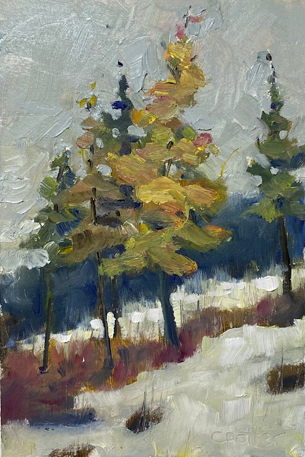 Yellow Fir by Cheryl Potter