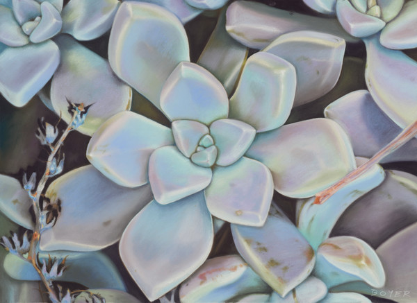 Wild Succulents by Susy Boyer