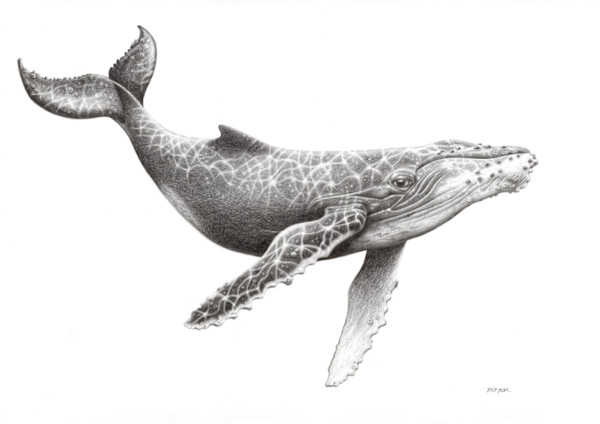 Humpback Whale by Susy Boyer
