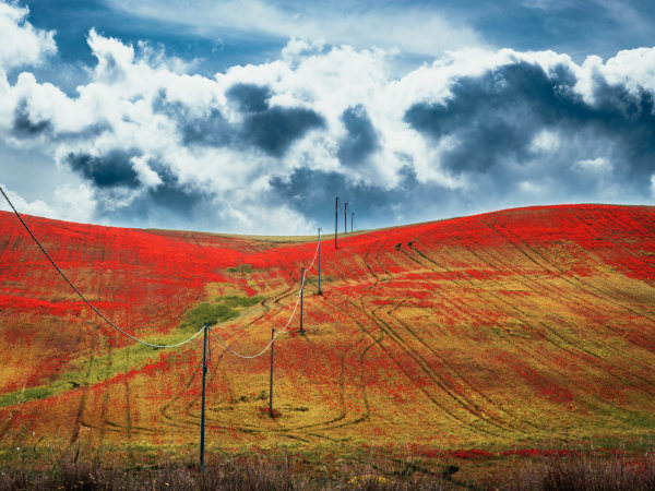 Basilicata Spring by Peter Mendelson