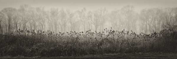 Tree Forms II by Peter Mendelson