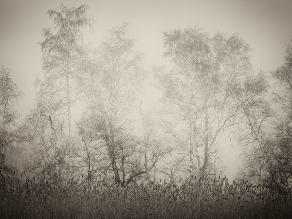 Tree Forms III by Peter Mendelson