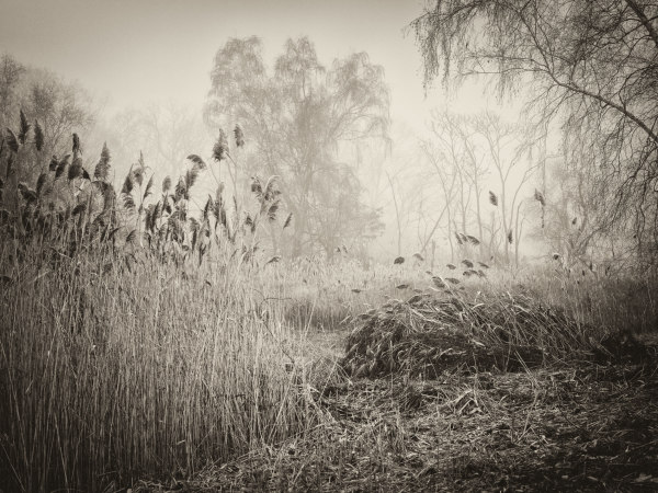 Tree Forms IV by Peter Mendelson