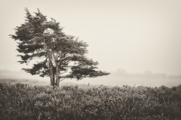 Rodman's Hollow III by Peter Mendelson