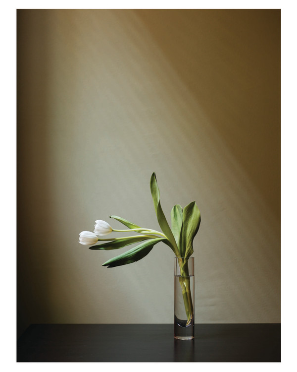 Tulips by Jess Dugan