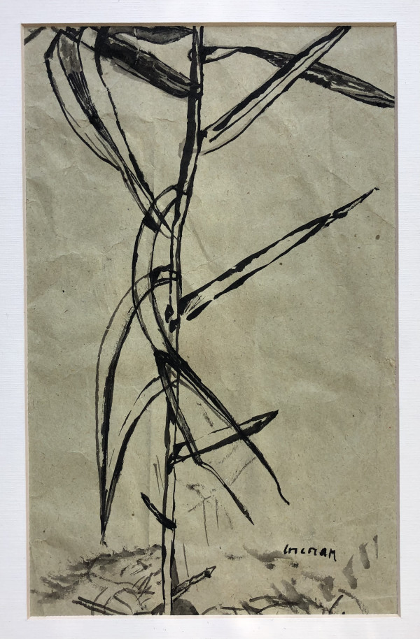 Greek bamboo plant sketch? by CORCORAN