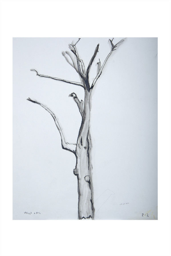 West Oak tree by CORCORAN