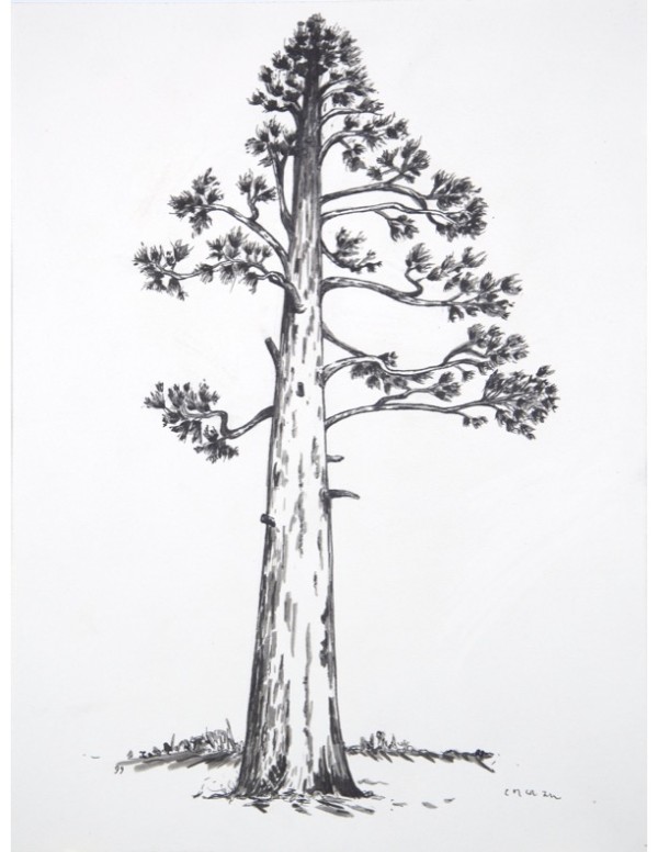 Flagstaff Ponderosa Tree by CORCORAN
