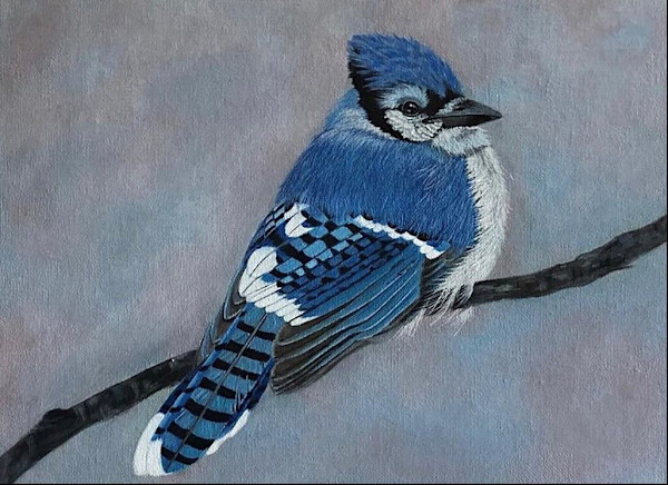 Eastern Blue Jay by Kendra Stone