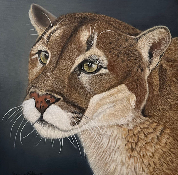 Puma's Gaze by Kendra Stone