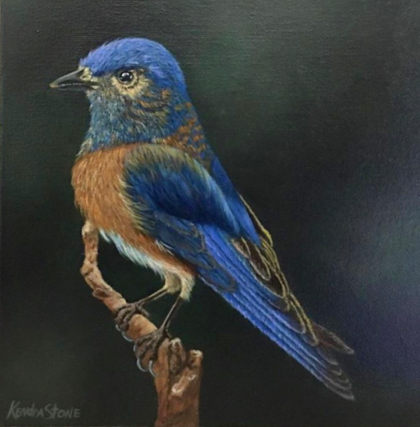 Western Bluebird by Kendra Stone, Image 1.