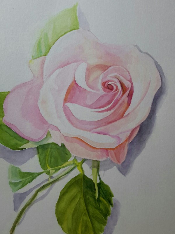 Single Rose by Laura Mandile