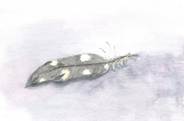 Feather Study I, Feather Study II by Phyllis S. Willey