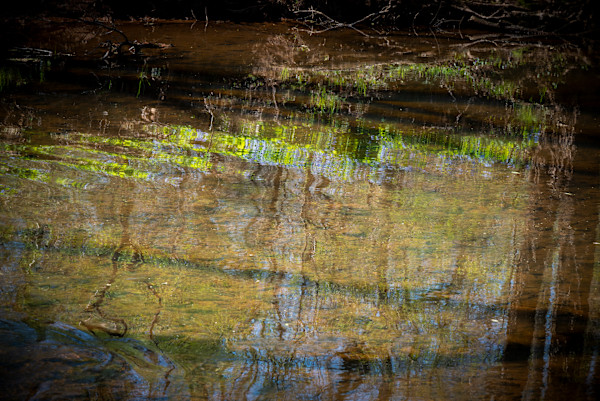 Bluebells reflected by Kate Brogdon