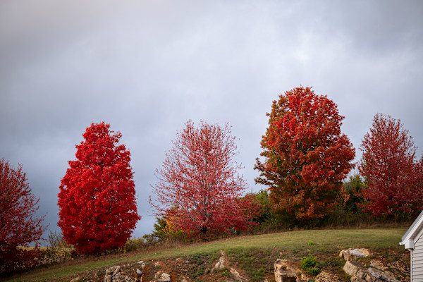 Deep fall color on the hillside by Kate Brogdon