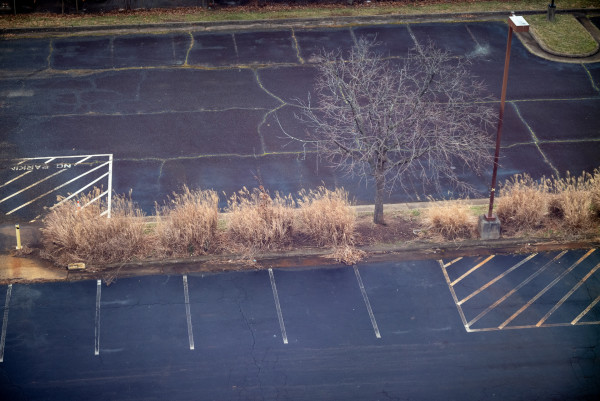 Parking lot tree by Kate Brogdon