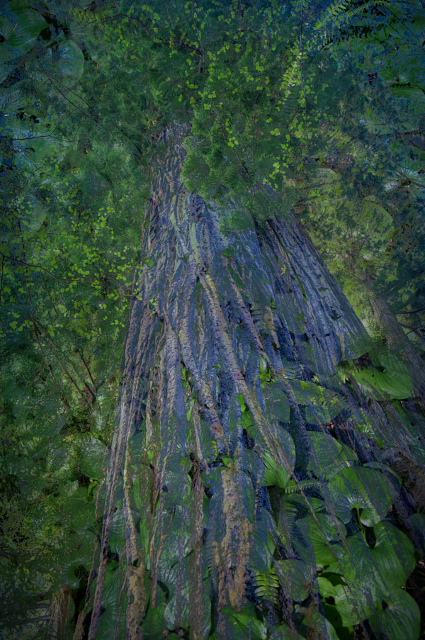 Blue redwood by Kate Brogdon